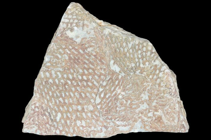 Ordovician Graptolite (Araneograptus) Plate - Morocco #126405